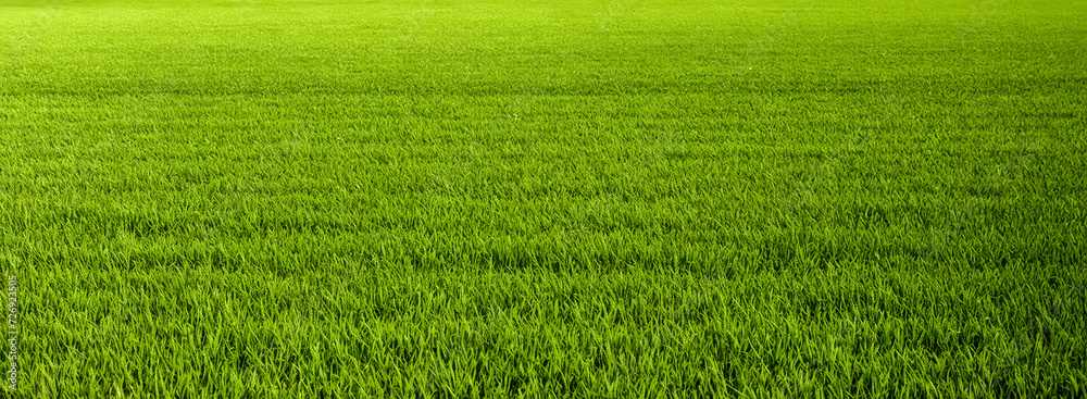 Obraz premium Green grass realistic texture background. Full frame shot of Grass or Lawn texture. Green fresh grass on springtime meadow on sunny day. Field of summer green grass, copy space