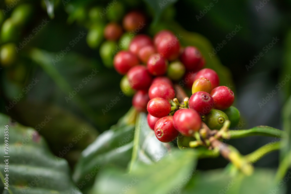 Cherry coffee beans on the branch of coffee plant Cherry coffee beans on the branch of coffee plant
