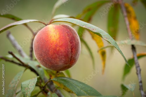 Fresh organic peaches on the tree in garden