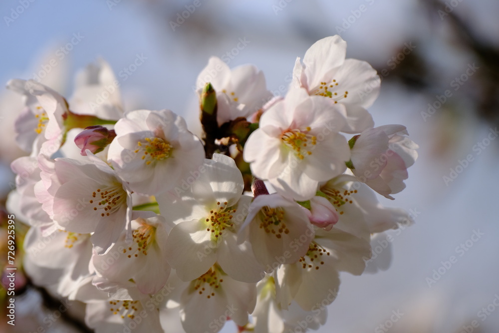 Fototapeta premium 目黒川の桜アップ