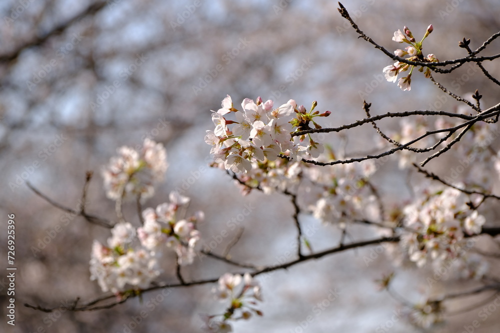Fototapeta premium 目黒川の桜