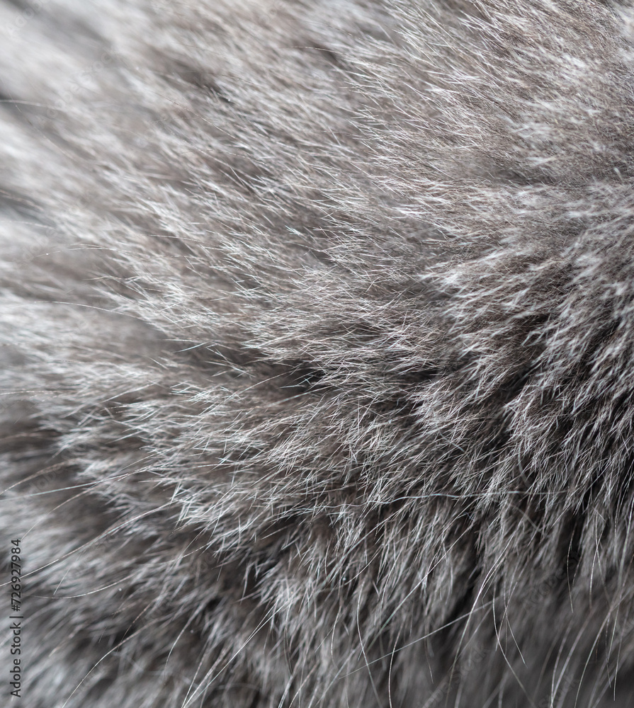 Cat fur as an abstract background. Texture Cat fur as an abstract background. Texture