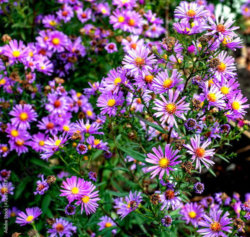 beautiful bright lilac flowers in a flower bed in autumn