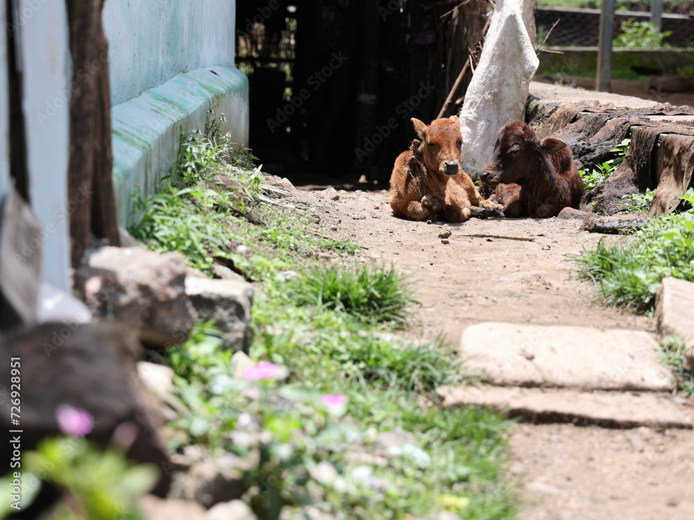 Fototapeta premium country cows and bull herd in a shed with long horns