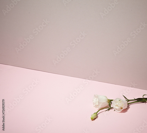 A beautiful flower and white rose against light pink and dark pink background. An empty space for display cosmetic products, food and props.