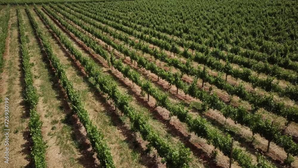 Rows Of Green Vineyards Of Grapes In Vast Winery Farms In Constantia, Cape Town, South Africa. Aerial Drone Shot Rows Of Green Vineyards Of Grapes In Vast Winery Farms In Constantia, Cape Town, South Africa. Aerial Drone Shot