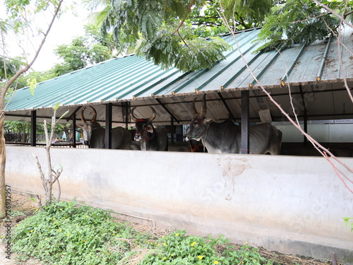 country cows and bull herd in a shed with long horns