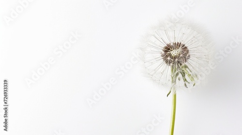 dandelion on white background