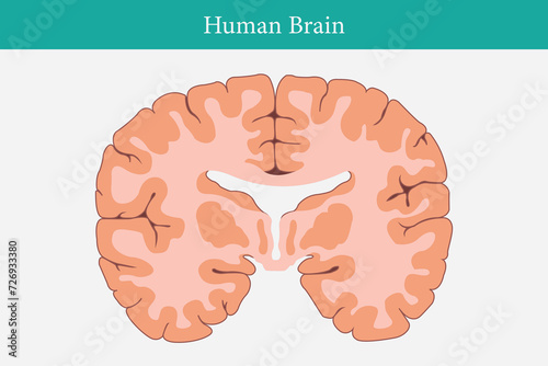 vertical cross sections through cerebrum. cross section of human brain. eps 10