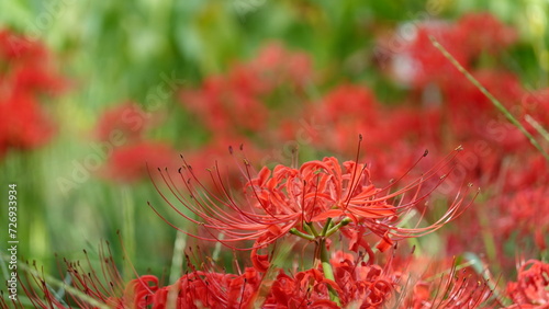 Lycoris