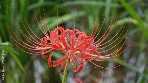 Photography Lycoris