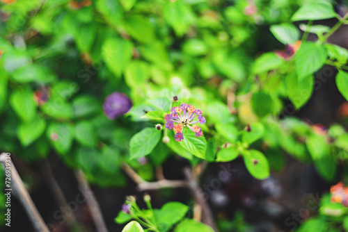 Lantana montevidensis is a species of lantana known by many common names, such as: trailing lantana, weeping lantana, creeping lantana, small lantana, purple lantana or trailing shrubverbena.