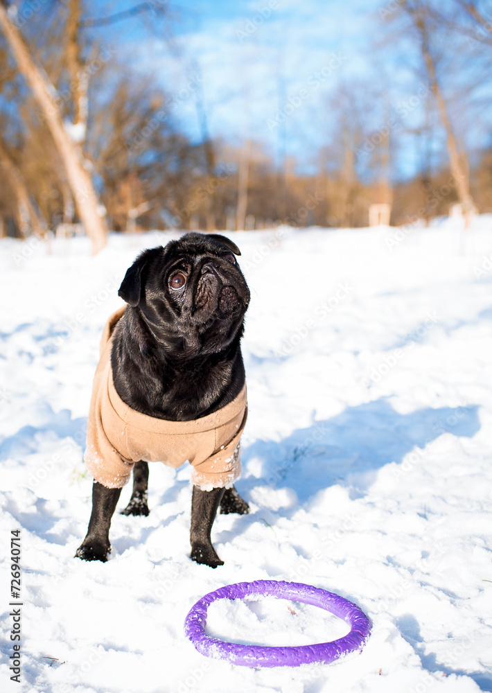 A pug dressed in black is standing in the snow. The dog looks up. A puller toy is lying next to the dog. Training. The photo is blurred and vertical A pug dressed in black is standing in the snow. The dog looks up. A puller toy is lying next to the dog. Training. The photo is blurred and vertical