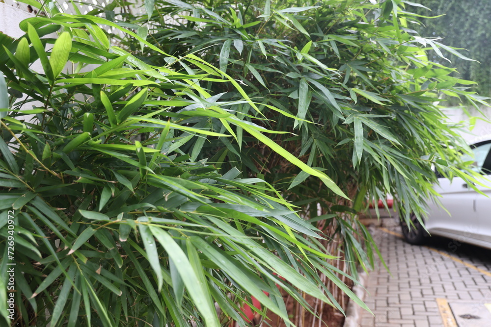 Obraz premium bamboo leaves in a park