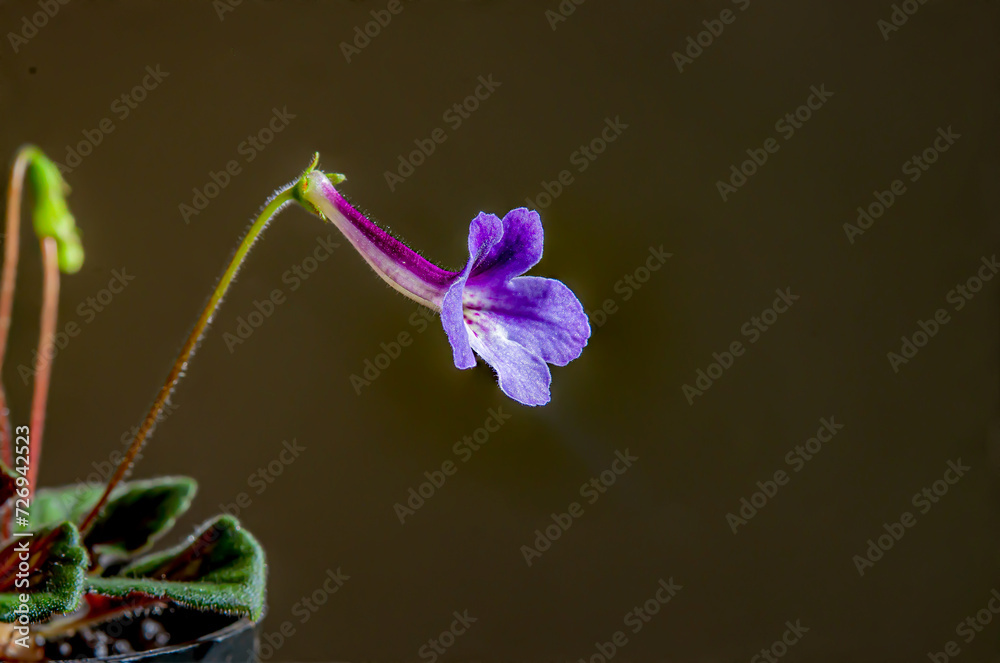 Nature purple flowers background. Close-up of flower bloom. flowers of sinningia tree.