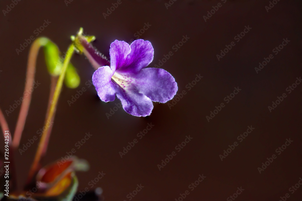 Nature purple flowers background. Close-up of flower bloom. flowers of sinningia tree.