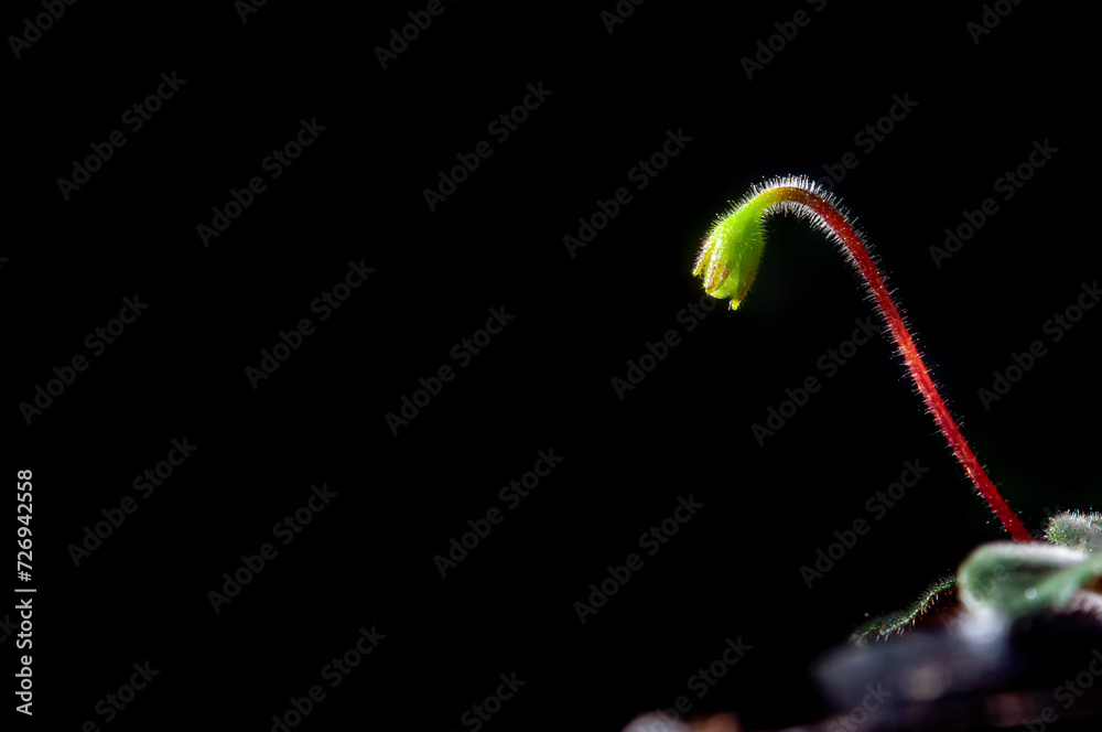 Nature background image. Close-up of flower buds about to bloom. flowers of sinningia tree.