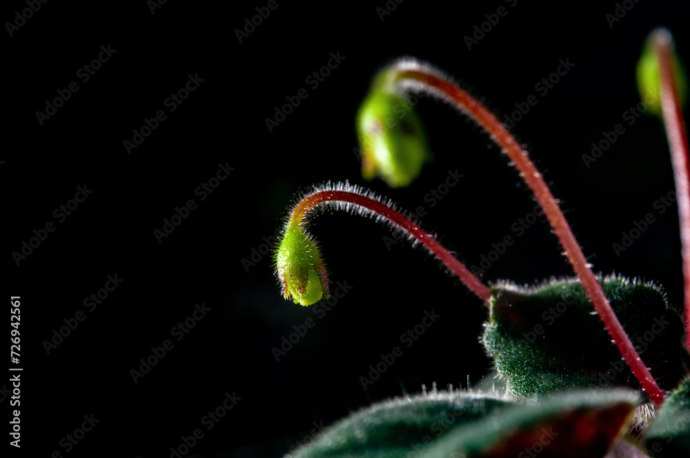 Nature background image. Close-up of flower buds about to bloom. flowers of sinningia tree.
