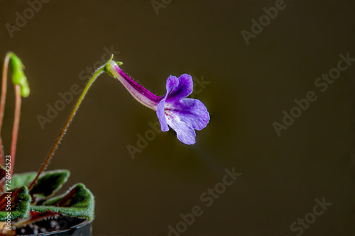 Obraz na płótnie Nature purple flowers background. Close-up of flower bloom. flowers of sinningia tree. w salonie