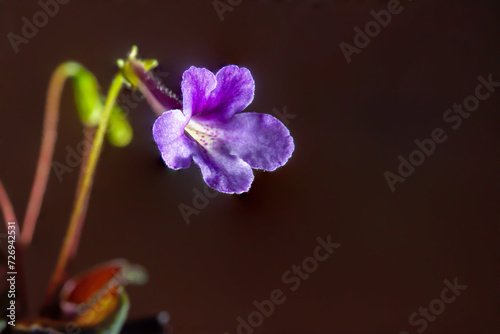 Obraz na płótnie Nature purple flowers background. Close-up of flower bloom. flowers of sinningia tree. w salonie