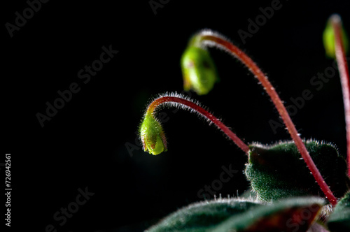 Obraz na płótnie Nature background image. Close-up of flower buds about to bloom. flowers of sinningia tree. w salonie