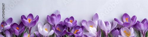 purple crocus flowers banner photo