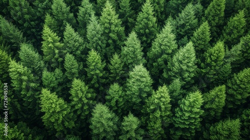 Top view of coniferous forest. Aerial view of coniferous forest - Generative AI