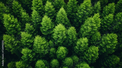 Aerial view of green forest. Top view of coniferous trees - Generative AI