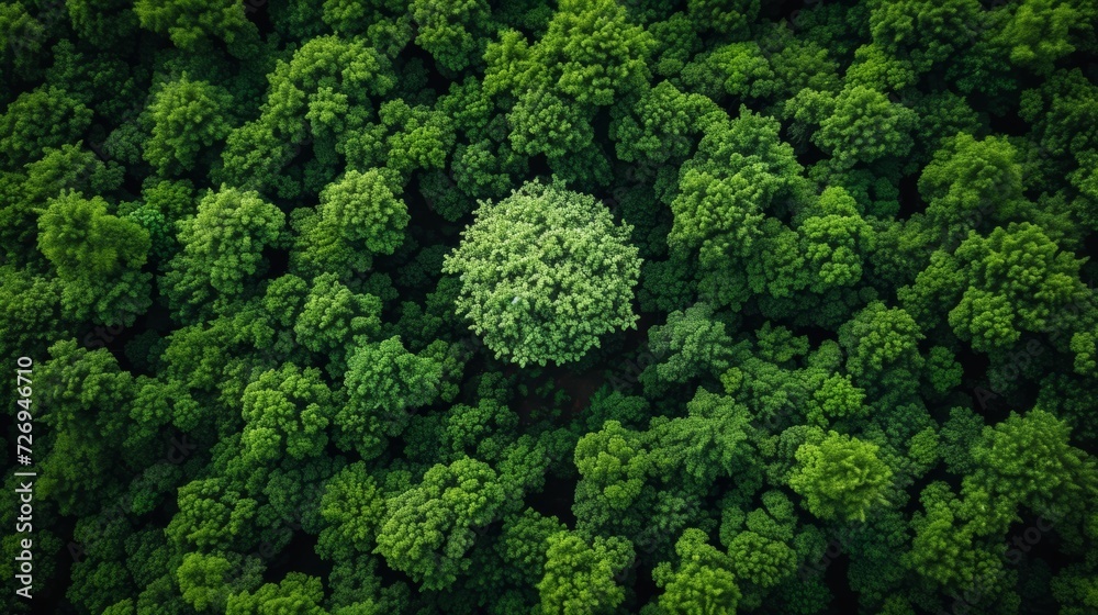 Aerial view of green forest. Top view of dense trees. - Generative AI