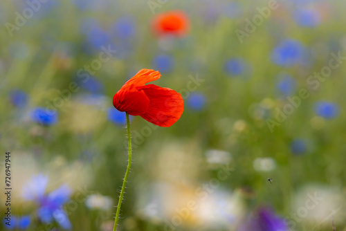 blühende Wiesen und Felder mit Mohn und Kornblumen