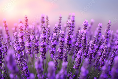 peaceful lavender fields