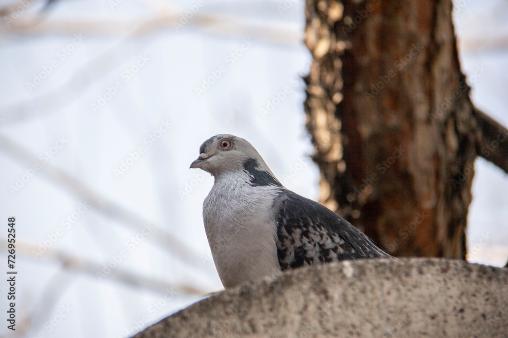 Free pigeon, of course, curious - This pigeon kept seeing me while resting and curiously following my movements Free pigeon, of course, curious - This pigeon kept seeing me while resting and curiously following my movements