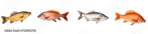 Set of fish  on transparency background PNG photo