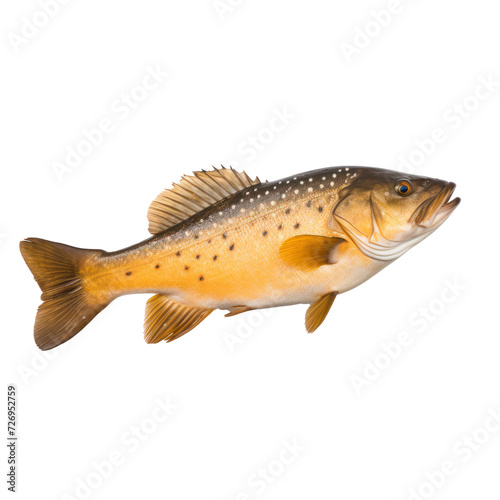 A fish on transparency background PNG
