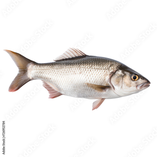 A fish  on transparency background PNG © Sim