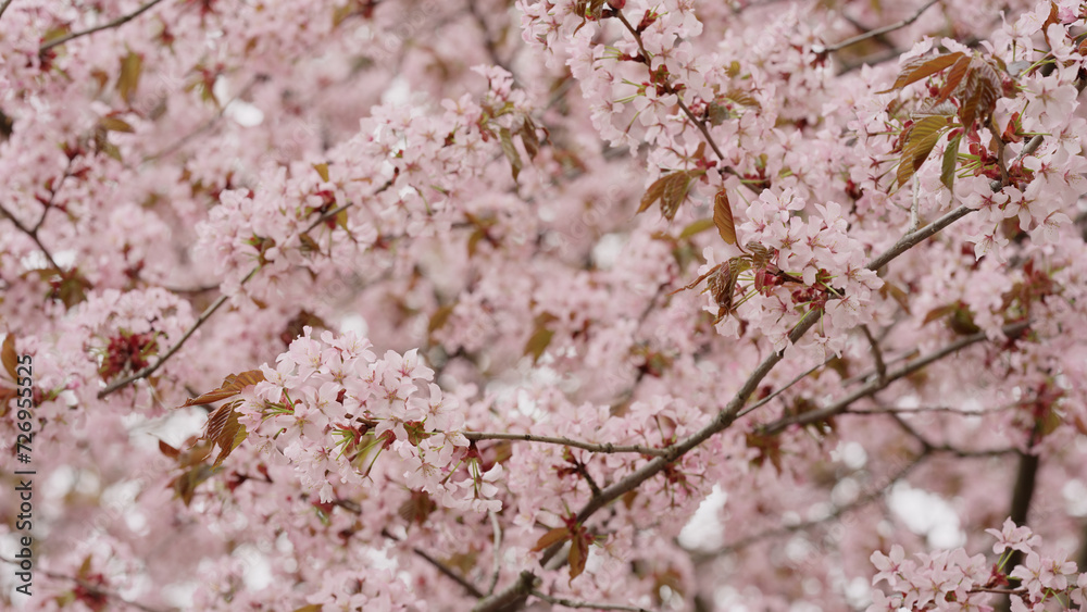 Sakura cherry blossom in spring on a cloudy day Sakura cherry blossom in spring on a cloudy day