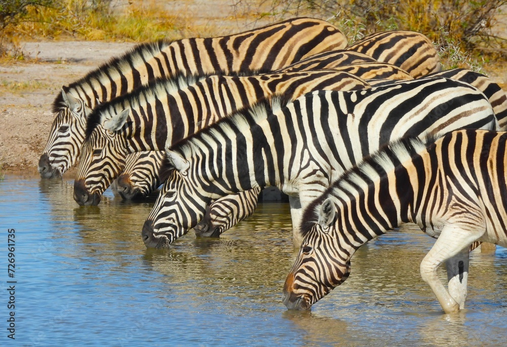 Zebra reflections in a waterhole in Namibia Zebra reflections in a waterhole in Namibia