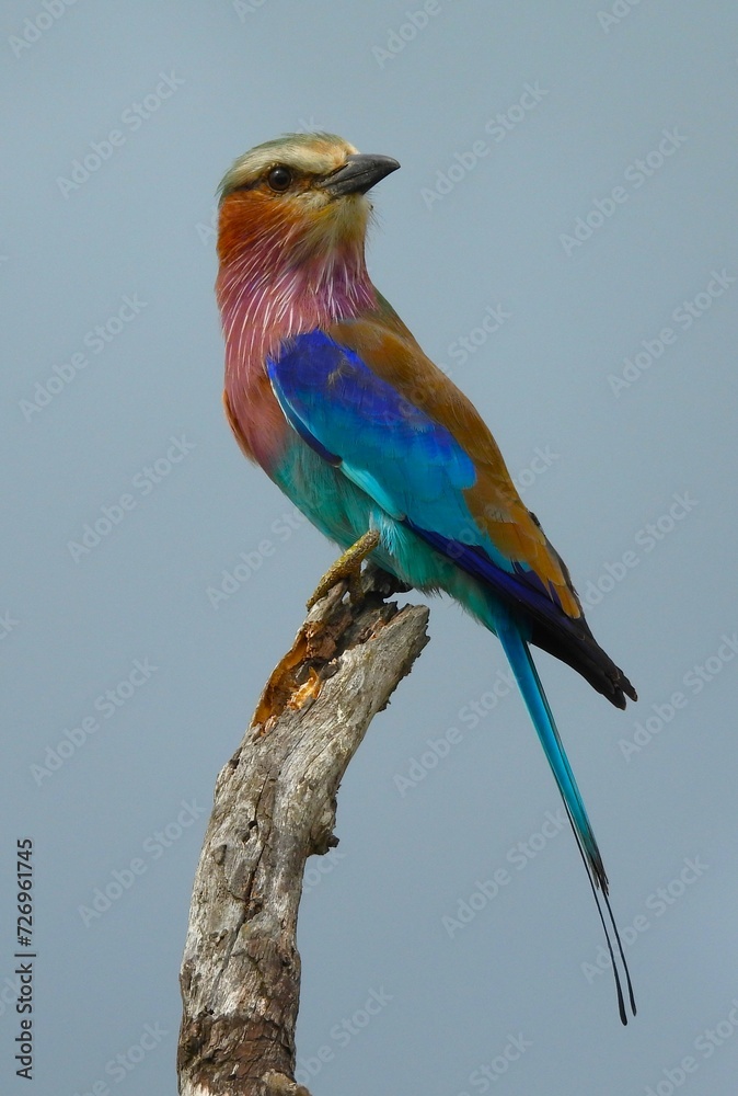 Obraz premium Lilac breasted roller perched