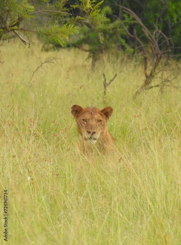 Lioness in the long grass