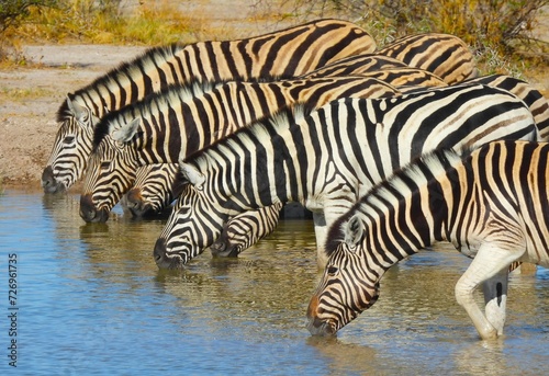 Zebra reflections in a waterhole in Namibia
