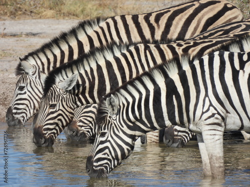Zebra reflections in a waterhole in Namibia