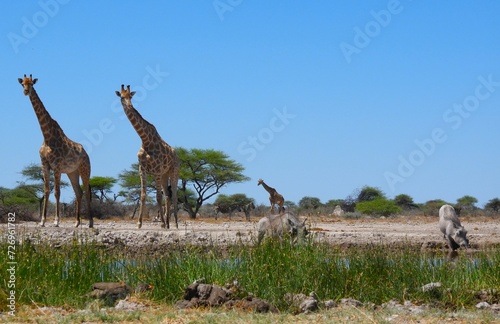 Obraz na plátně Giraffe keeping a keen eye on a Warthog