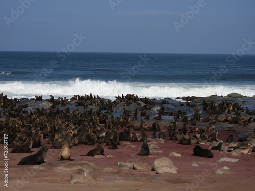 Seal Colony, Skeleton Coast Namibia