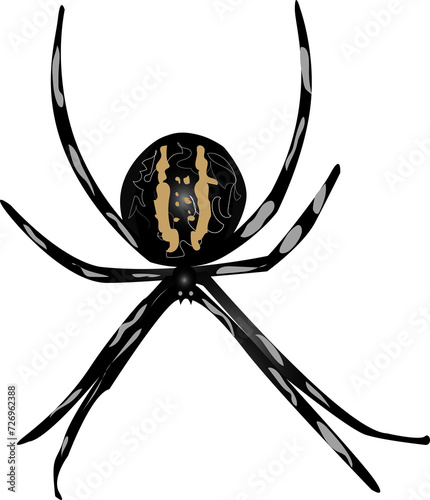 spider on white background