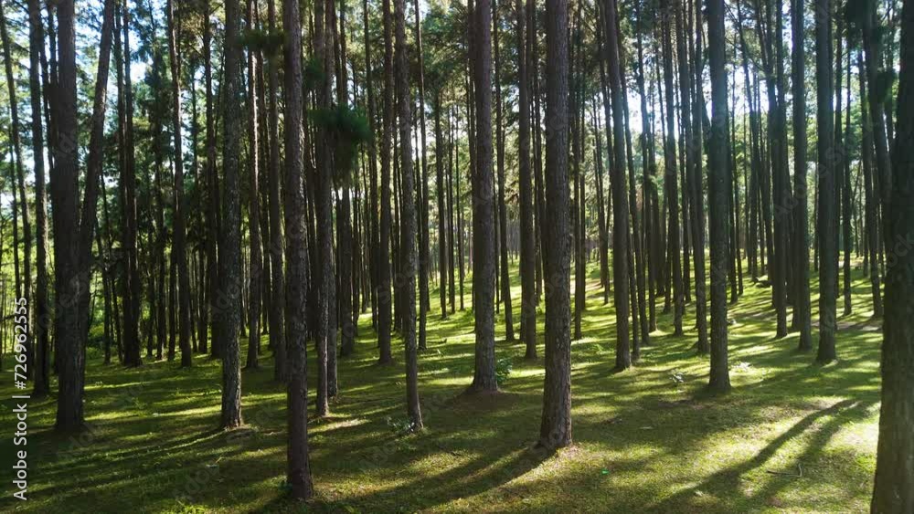 Bo Kaeo Pine Tree Garden, Rows of Towering Pine Trees Picturesque Tranquil Natural Area, Man Made Forest Mae Hong Son