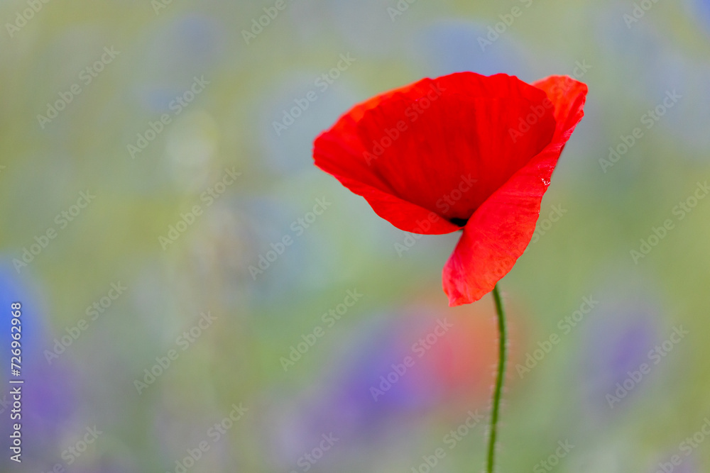 blühende Wiesen und Felder mit Mohn und Kornblumen blühende Wiesen und Felder mit Mohn und Kornblumen