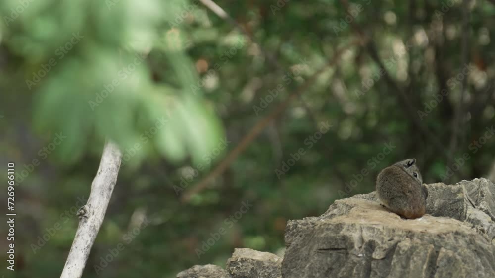 Capybara Mother Leaves Her Young on a Rock in Brazilian Sun Capybara Mother Leaves Her Young on a Rock in Brazilian Sun