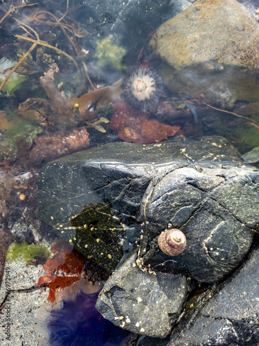 Rockpool full of life in County Donegal, Ireland photo