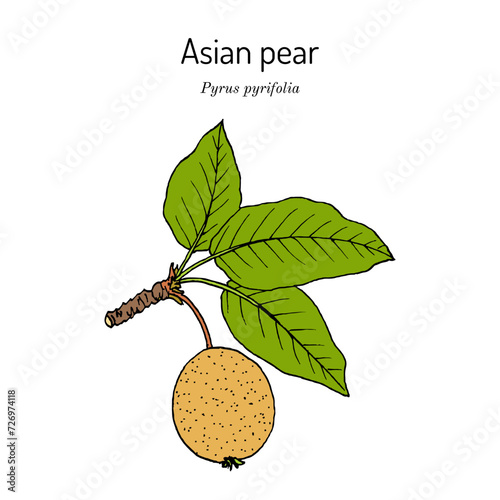 Asian, or Japanese pear (Pyrus pyrifolia), edible and medicinal plant photo