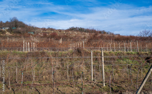 Autumn vineyards on the hillside. Blue sky with clouds.